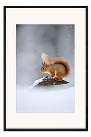 Gerahmter Kunstdruck Eichhörnchen im Schnee, Cairngorm N.P.