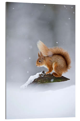 Gallery print Eurasian Red Squirrel standing on branch in snow