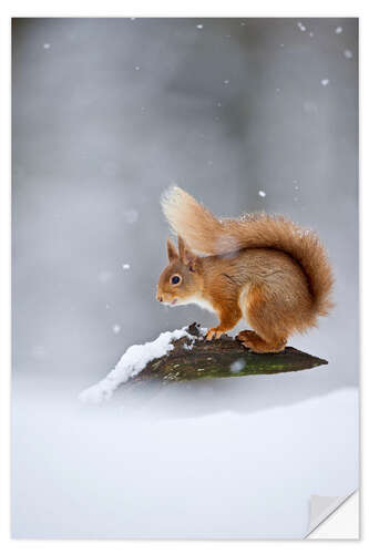 Naklejka na ścianę Eurasian Red Squirrel standing on branch in snow