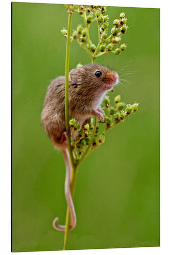 Aluminium print Harvest Mouse climbing Meadowsweet