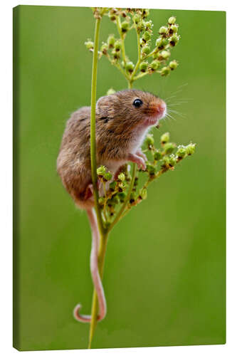 Canvas print Harvest Mouse climbing Meadowsweet