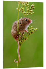 Foam board print Harvest Mouse climbing Meadowsweet