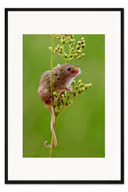 Gerahmter Kunstdruck Zwergmaus in Mädesüß, Leicestershire