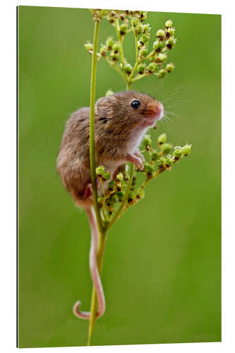 Gallery print Harvest Mouse climbing Meadowsweet