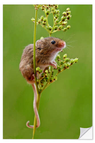 Vinilo para la pared Harvest Mouse climbing Meadowsweet