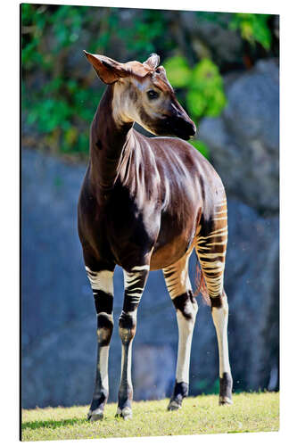 Aluminium print Okapi