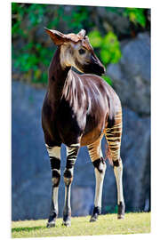 Foam board print Okapi