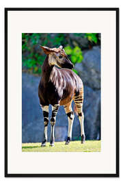 Gerahmter Kunstdruck Wachsames Okapi