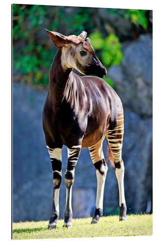 Gallery print Okapi