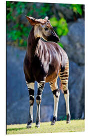 Magnettafel Wachsames Okapi