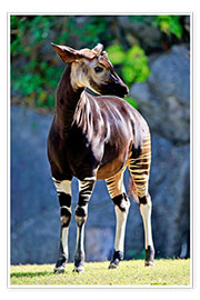 Wandbild  Wachsames Okapi - TUNS