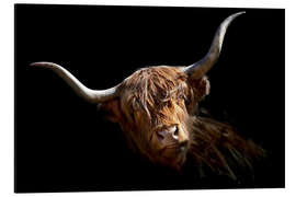 Aluminium print Scottish highland cattle