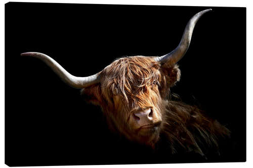 Canvastavla Scottish highland cattle