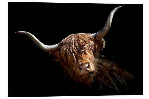 Foam board print Scottish highland cattle