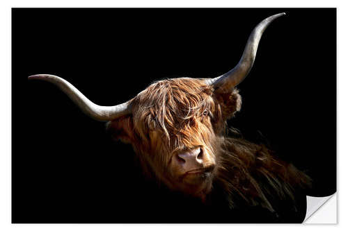 Wall sticker Scottish highland cattle