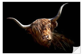 Wall sticker Scottish highland cattle