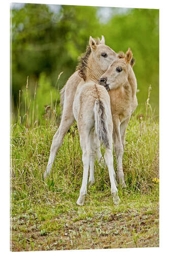 Acrylic print Konik, wild horse, two foals playing