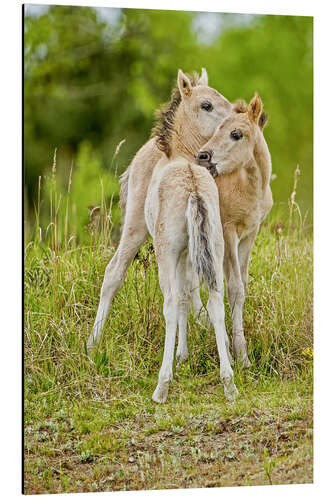 Obraz na aluminium Konik, wild horse, two foals playing