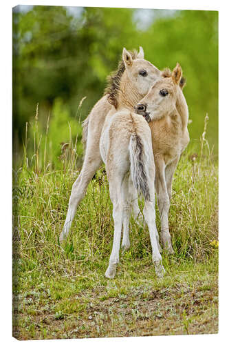 Obraz na płótnie Konik, wild horse, two foals playing