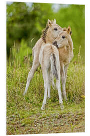 Stampa su PVC Konik, wild horse, two foals playing