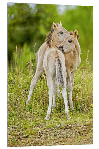 Stampa su plexi-alluminio Konik, wild horse, two foals playing