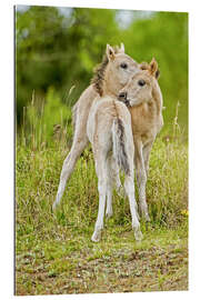 Gallery Print Konik, Wildpferd, zwei Fohlen beim Spielen