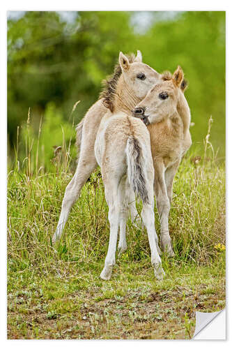 Vinilo para la pared Konik, wild horse, two foals playing