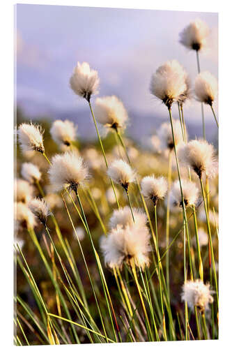 Tableau en verre acrylique Flowering Tussock Cottongrass