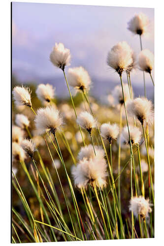 Tableau en aluminium Flowering Tussock Cottongrass