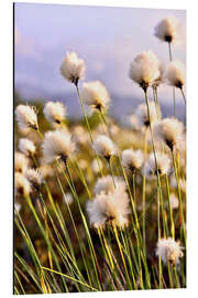 Aluminium print Flowering Tussock Cottongrass