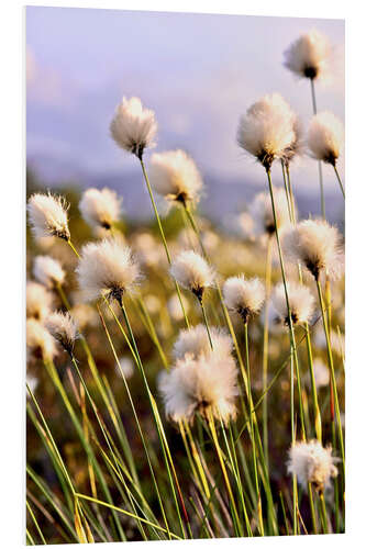 PVC-tavla Flowering Tussock Cottongrass