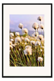 Gerahmter Kunstdruck Blühendes Scheidiges Wollgras