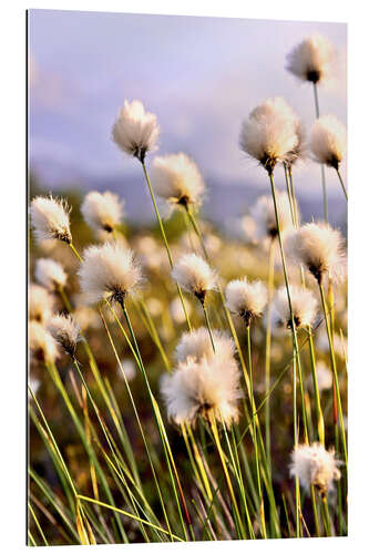 Gallery print Flowering Tussock Cottongrass