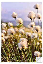 Selvklebende plakat Flowering Tussock Cottongrass