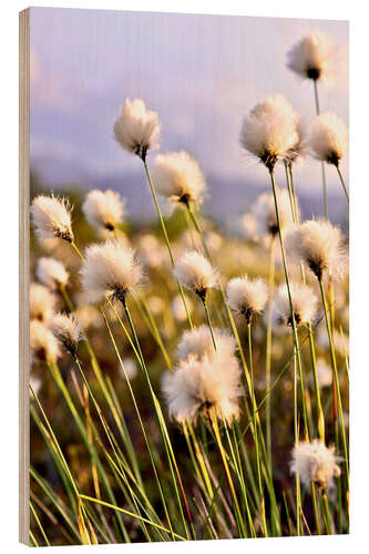 Obraz na drewnie Flowering Tussock Cottongrass
