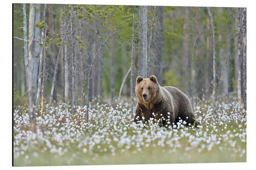 Aluminium print Brown bear in Finland