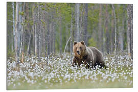 Aluminiumsbilde Brown bear in Finland