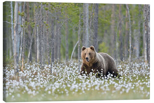 Stampa su tela Brown bear in Finland