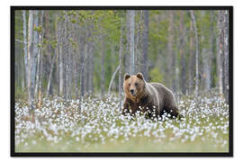 Gerahmter Kunstdruck Braunbär in Finnland