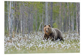 Foam board print Brown bear in Finland