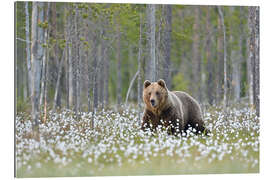 Gallery Print Braunbär in Finnland