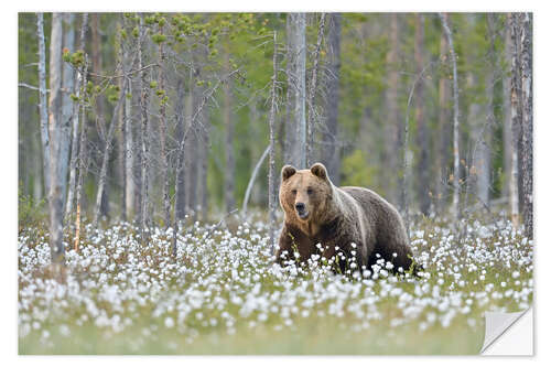 Vinilo para la pared Brown bear in Finland