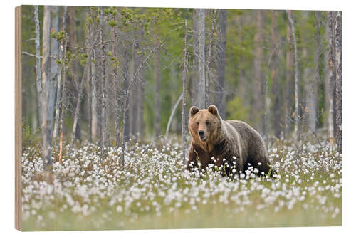 Wood print Brown bear in Finland