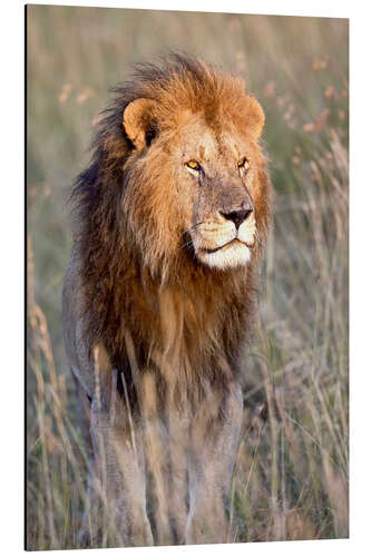 Aluminium print Maasai lion in the prairie