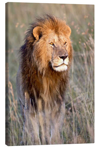 Canvas print Maasai lion in the prairie