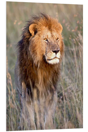 Foam board print Maasai lion in the prairie