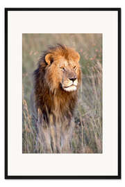 Gerahmter Kunstdruck Massai Löwe im Grasland