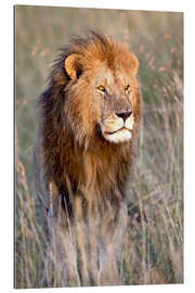 Stampa su plexi-alluminio Masai Lion standing in grassland at dawn