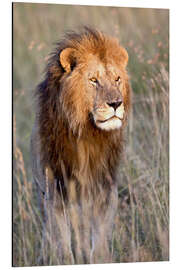 Magnettafel Massai Löwe im Grasland