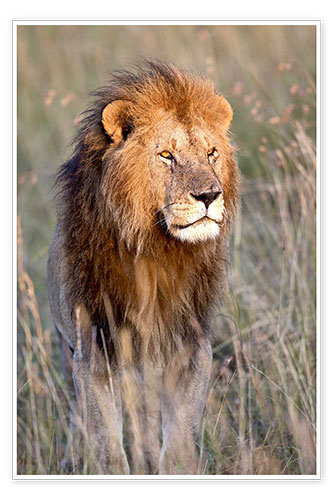 Poster Maasai lion in the prairie